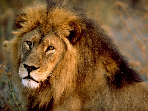 how do lions have sex how do lions have sex